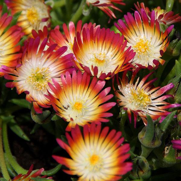 Delosperma Jewel of Desert Ruby - Bloom