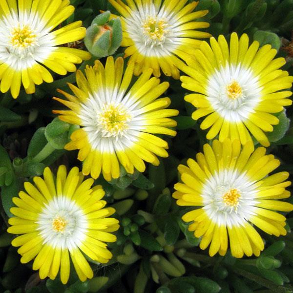 Delosperma Jewel of Desert Peridot - Bloom