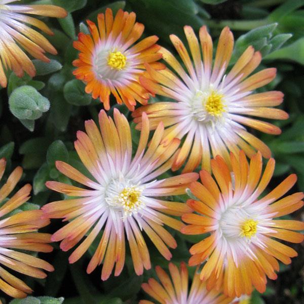 Delosperma Jewel of Desert Topaz - Bloom
