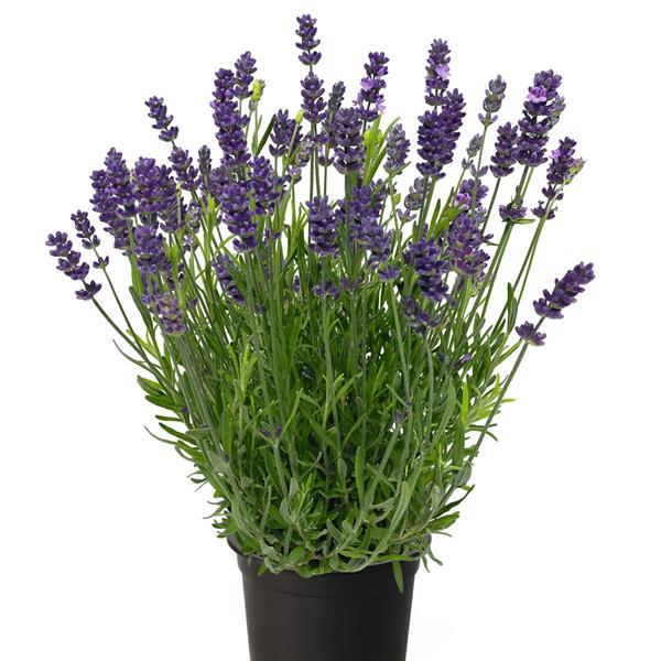 Lavandula Chill Out Blue ApeX