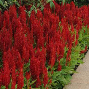 Arrabona Red Celosia - Landscape