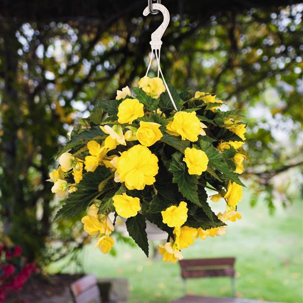 Nonstop Joy Yellow Tuberous Begonia - Basket