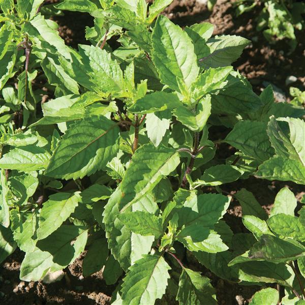 Holy Basil