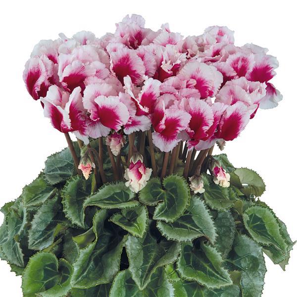 Abanico® Select Mini Deep Magenta Cyclamen - Bloom