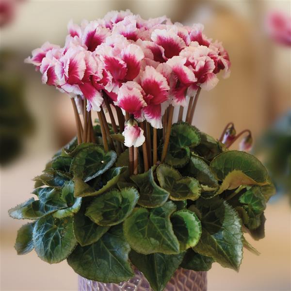 Abanico® Select Mini Deep Magenta Cyclamen - Container