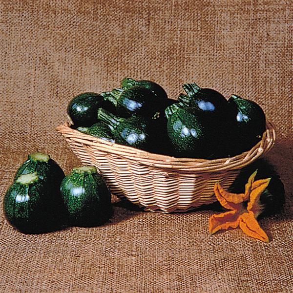 Eight Ball Squash