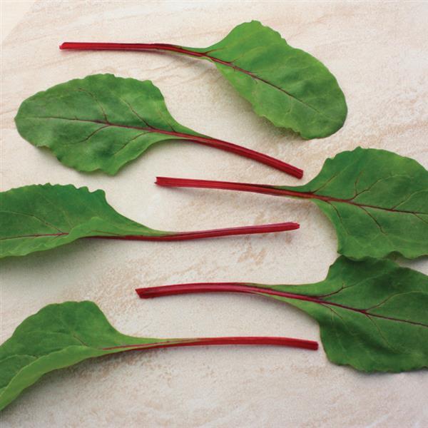 Fire Fresh Swiss Chard