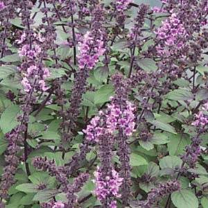 Magic Mountain Basil - Bloom
