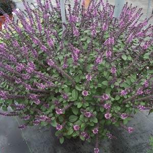 Magic Mountain Basil - Container