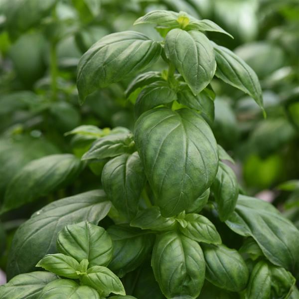 Everleaf Emerald Towers Basil - Bloom