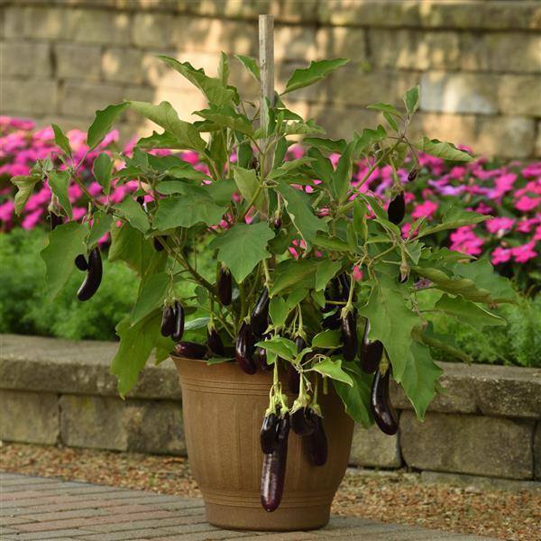 sass and belle plant pots Sass & Belle Nomad Planter With Wire Stand