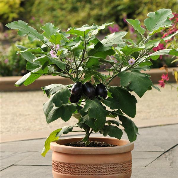 Patio Baby Eggplant - Container
