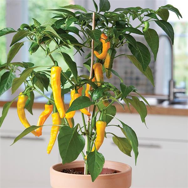 catnip herb plant 1000 HEIRLOOM CATNIP Nepeta Cataria Herb Flower Seeds  Seedville USA