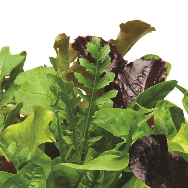 Alfresco Mixture SimplySalad® - Bloom