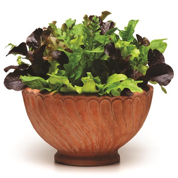 Alfresco Mixture SimplySalad® - Container