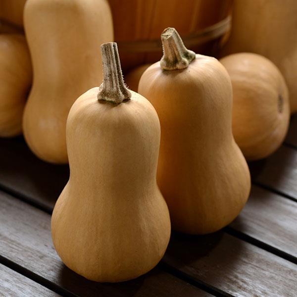 Butterbaby Squash - Bloom