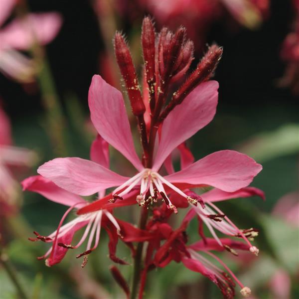 Gaura lindheimeri Ballerina™ Rose - Bloom