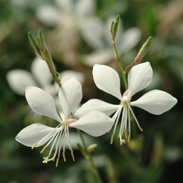 Gaura lindheimeri Ballerina™ White - Bloom