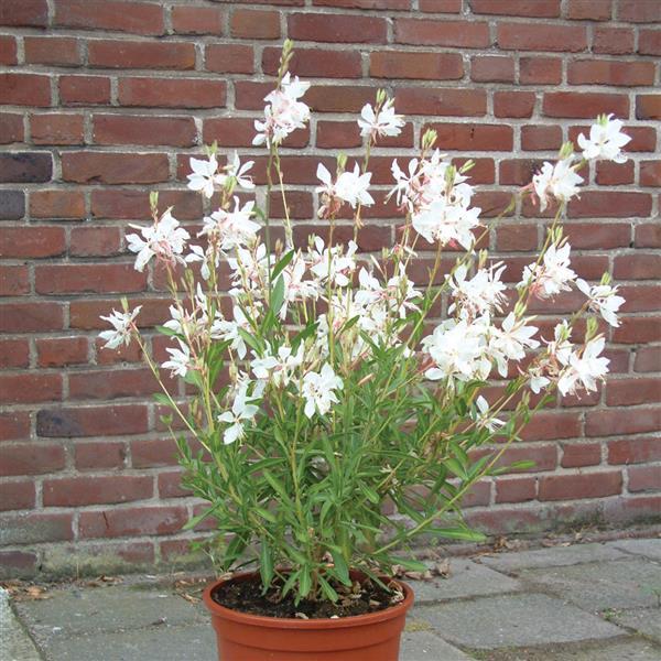 Gaura lindheimeri Ballerina™ White - Container