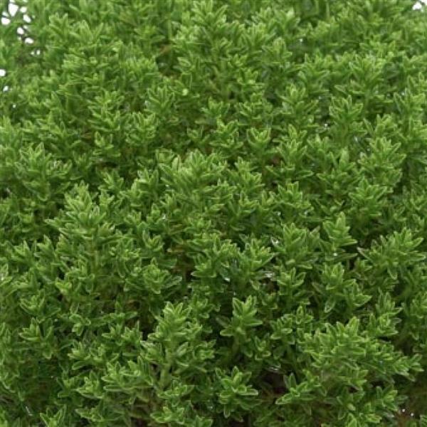 Sidekicks™ Luigi Hebe - Bloom