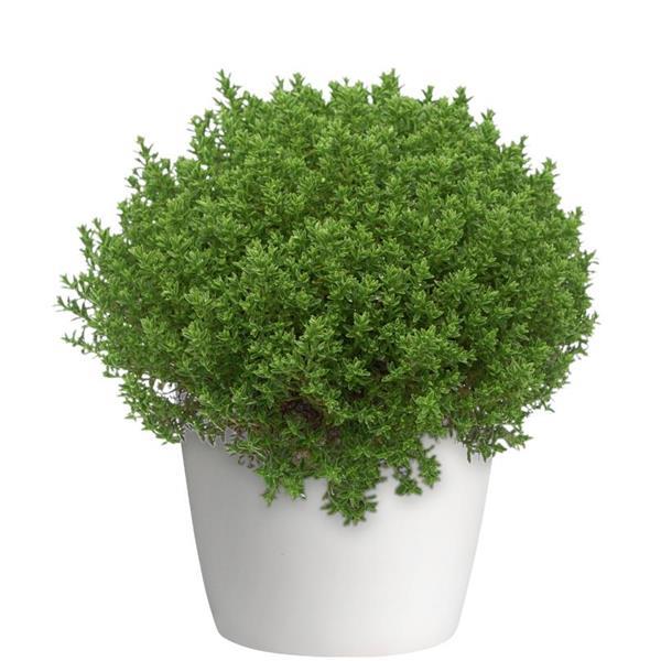 Sidekicks™ Luigi Hebe - Container