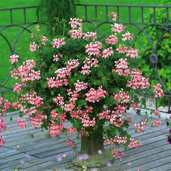 cat's eye dazzle plant real or fake Amazing plants Cat's eye dazzle – Haiyiplants main image 1