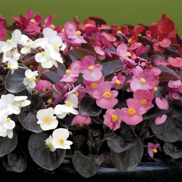 Nightlife Mix Begonia - Bloom
