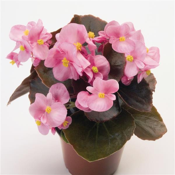 Nightlife Pink Begonia - Container