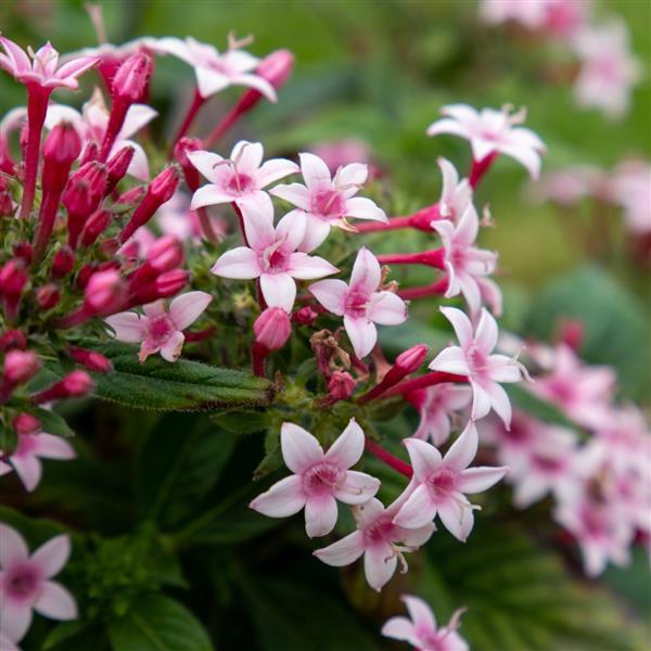 Graffiti 20/20 Appleblossom Pentas - Bloom