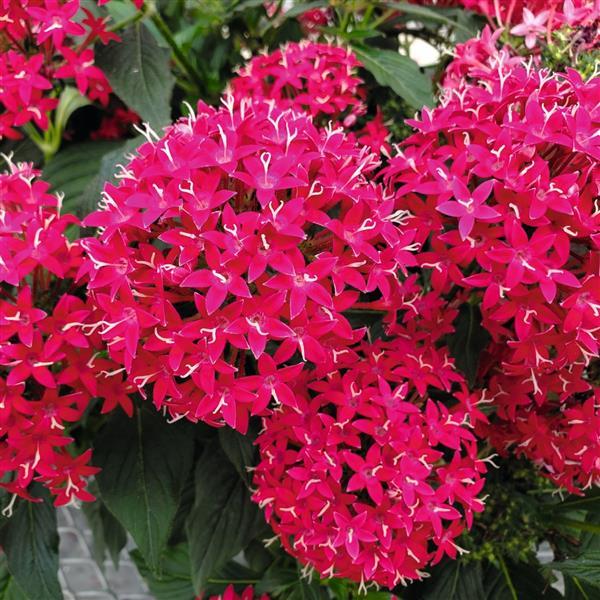 Graffiti 20/20 Cranberry Pentas - Bloom