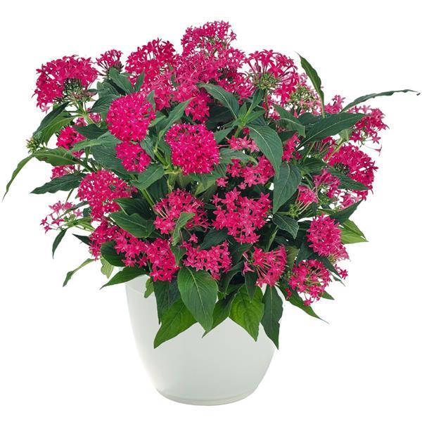 Graffiti 20/20 Cranberry Pentas - Container