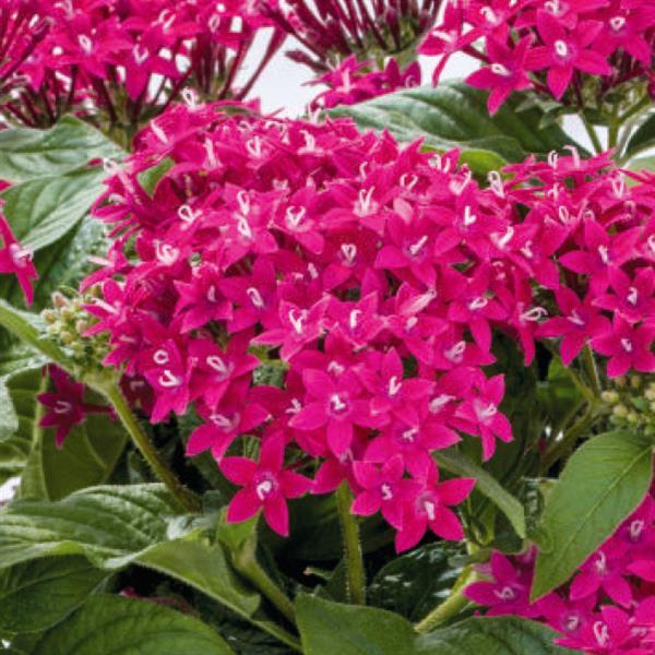 Graffiti 20/20 Fuchsia Pentas - Bloom