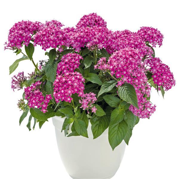 Graffiti 20/20 Lavender Pink Pentas - Container