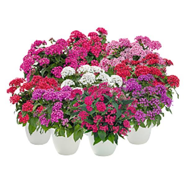 Graffiti 20/20 Mix Pentas - Bloom