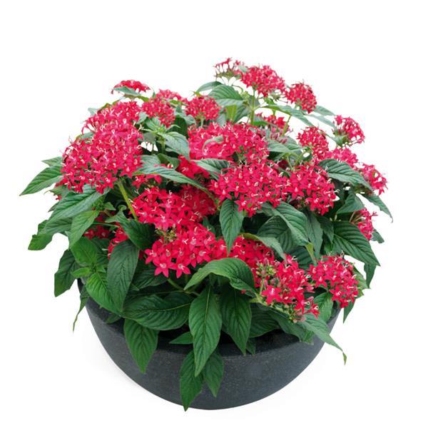 Graffiti 20/20 Ruby Pentas - Container