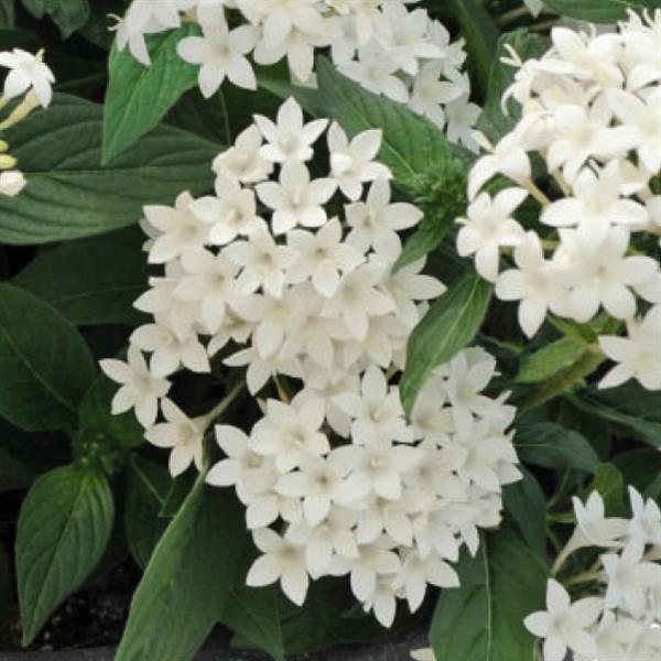 Graffiti 20/20 White Pentas - Bloom