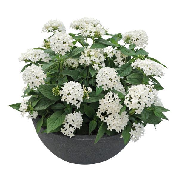 Graffiti 20/20 White Pentas - Container