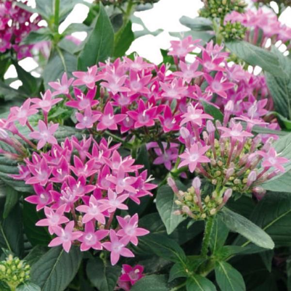 Graffiti 20/20 Ultra Violet Pentas - Bloom