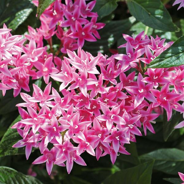 Graffiti 20/20 Flirty Pink Pentas - Bloom