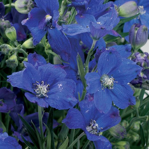 Delphinium Delfix Blue