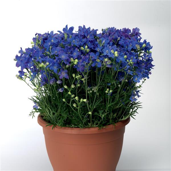 Delphinium Delfix Blue