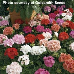 Maverick Mix Geranium - Bloom