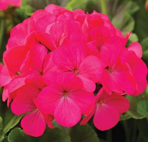 Maverick Rose Geranium - Bloom