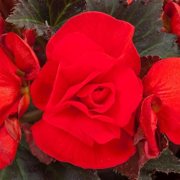 Adora Velvet Red Begonia - Bloom