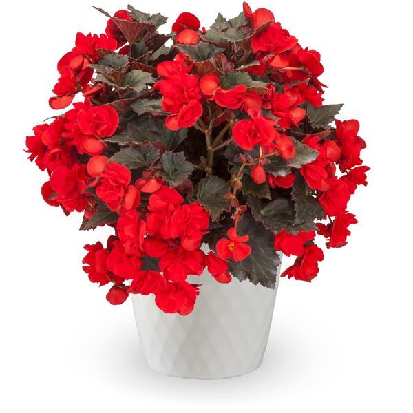 Adora Velvet Red Begonia - Container