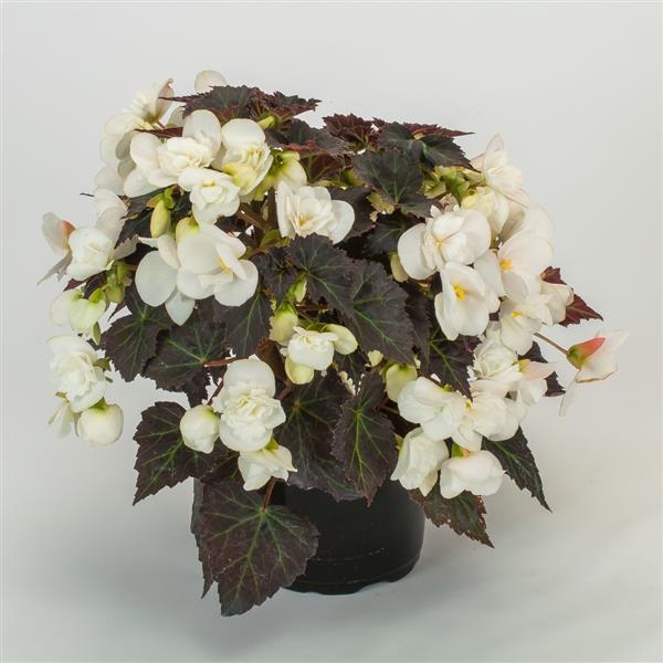 Adora Moon Dance Begonia - Container