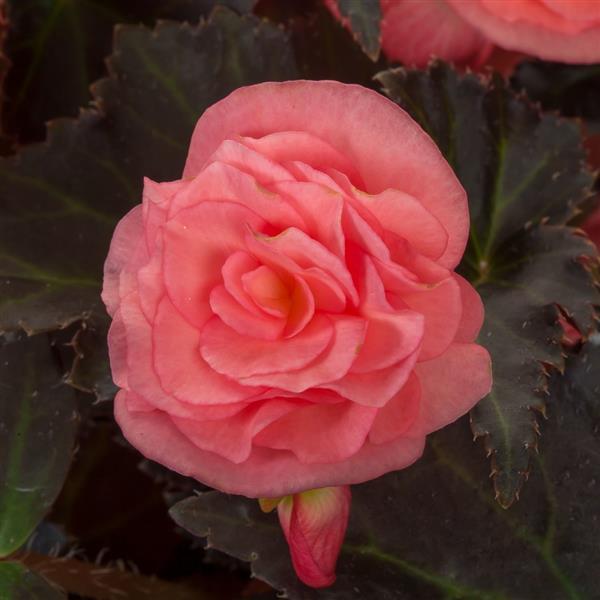 Adora Satin Rose Begonia - Bloom