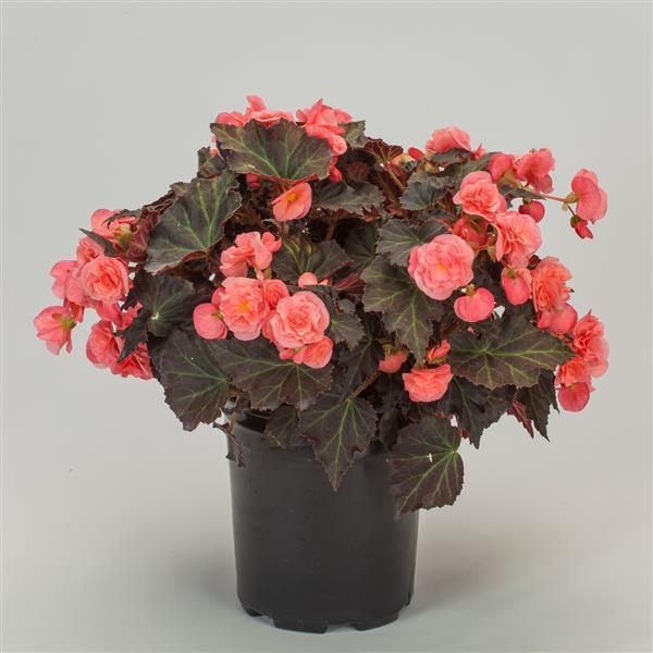 Adora Satin Rose Begonia - Container