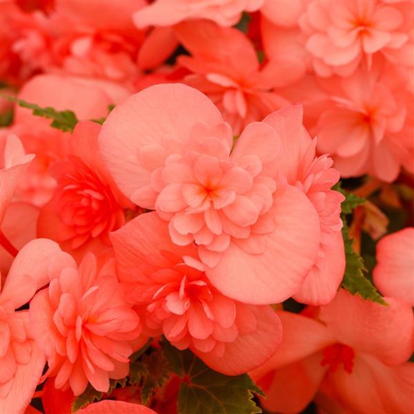 Adora Emerald Salmon Begonia - Bloom