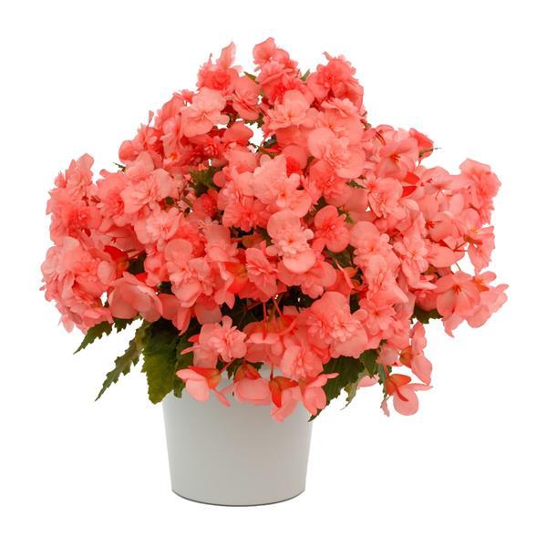 Adora Emerald Salmon Begonia - Container